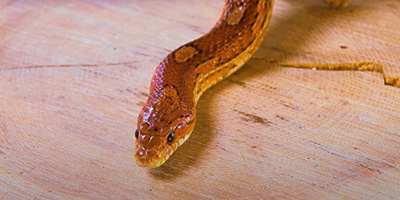 Las Vegas snake