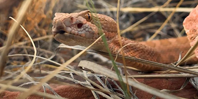 Las Vegas snake